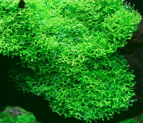Plants Riccia Thumb page